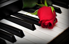 piano-rose